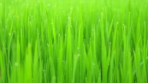 Rice fields and Bokeh dew drop on the top of the rice fields in the morning sun Stockbeeldmateriaal 252132155