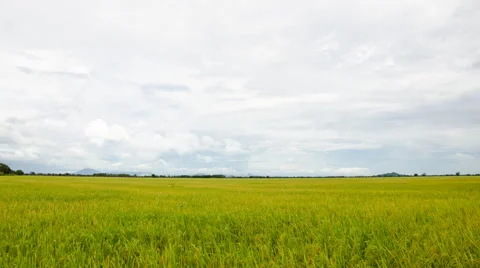Rice fields and cloud, Video stock 44051503