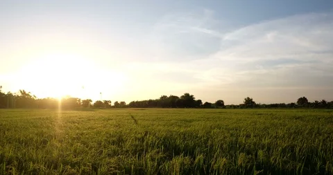 Rice fields and clouds in the evening Stock Footage 101048956
