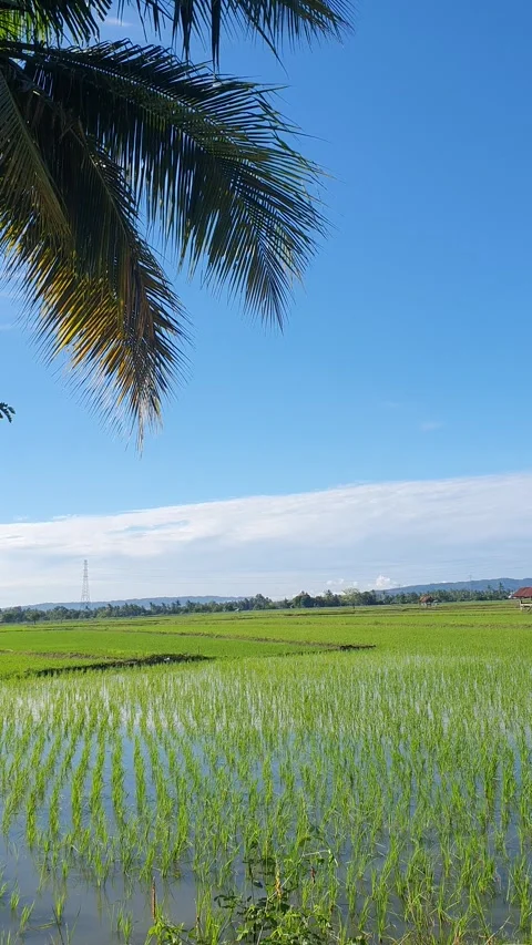 Rice fields and coconut leaves with blue sky background Stock Footage 310656409