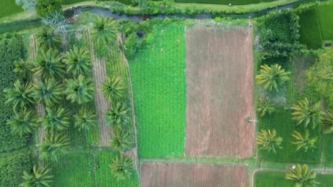 Rice fields and coconut trees in Karnataka state India. Stock Footage 221714413