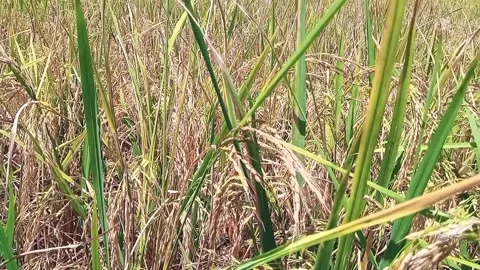 Rice Fields and Coconut Trees Landscape Stock Footage 326373773