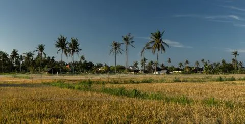Rice fields and coconut trees, rural scene in Bali, Indonesia Stock Photos