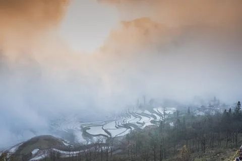 Rice fields and the dense for during the sunrise. Yuanyang rice terraces Stock Photos