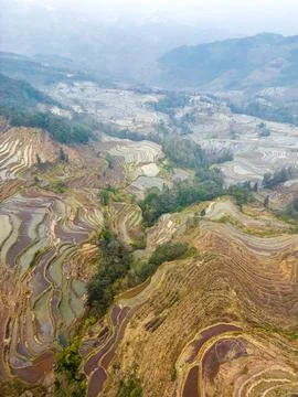 Rice fields and the dense for during the sunrise. Yuanyang rice terraces, Y.. Stock Photos