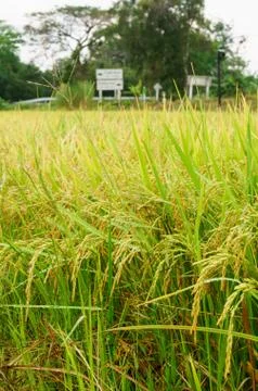 Rice fields and ear of rice Stock Photos