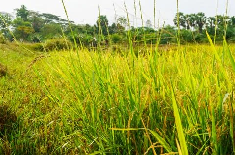 Rice fields and ear of rice Stock Photos