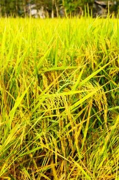Rice fields and ear of rice Stock Photos