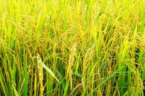 Rice fields and ear of rice Stock Photos