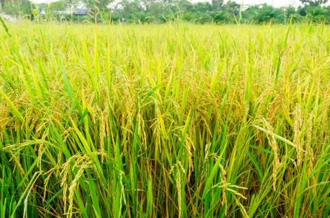 Rice fields and ear of rice Stock Photos