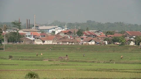 Rice fields and Factories. West Java, Indonesia. Stock Footage 133083917