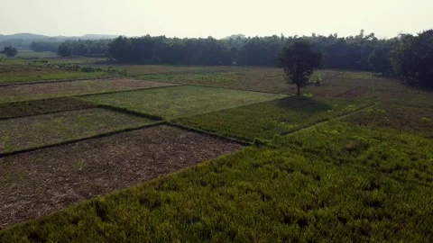 Rice fields and farmers Vídeos de archivo 276676916