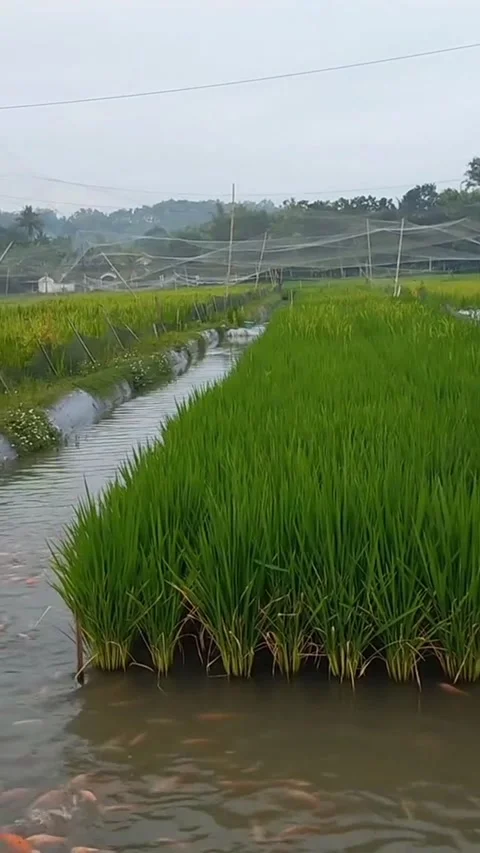 Rice fields and fish ponds Video stock 231557939