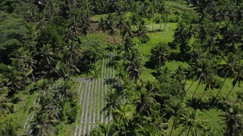 Rice Fields and forest in Ubud, Bali Indonesia 스톡 동영상 195439733