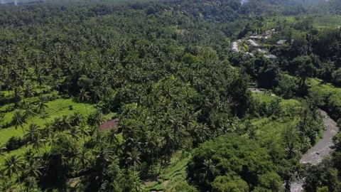 Rice Fields and forest in Ubud, Bali Indonesia 스톡 동영상 195439763