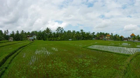 Rice fields and the homes of local residents. Indonesia, Bali, Ubud Video stock 61738870
