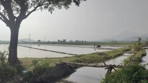Rice Fields and Irrigation Canals Before The Rice Planting Season Video stock 319292647
