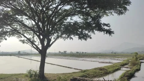 Rice Fields and Irrigation Canals Before The Rice Planting Season Stock-Footage 319292728