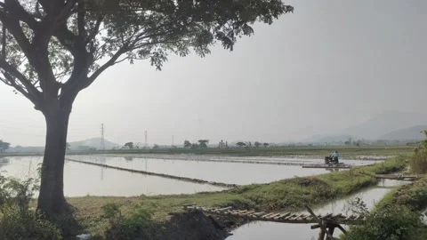 Rice Fields and Irrigation Canals Before The Rice Planting Season Video stock 319292792