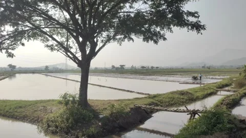 Rice Fields and Irrigation Canals Before The Rice Planting Season 動画素材 319295131