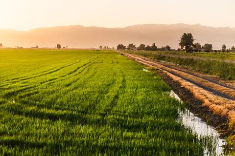 Rice fields and irrigation channel at sunset in Ebro Delta Natural Park Stock Photos