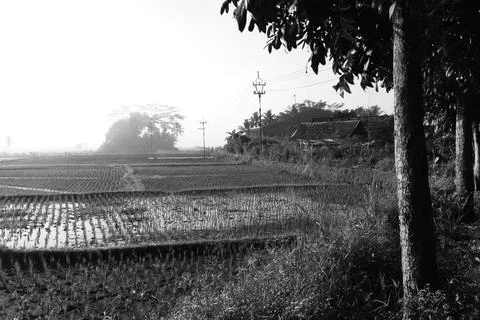 Rice fields and irrigation Stock Photos