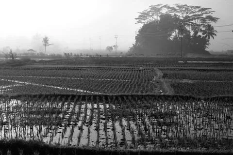 Rice fields and irrigation Stock Photos