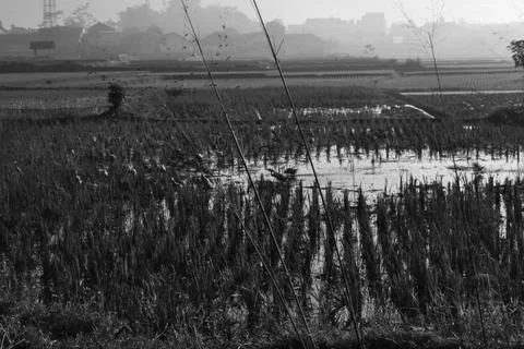 Rice fields and irrigation Stock Photos
