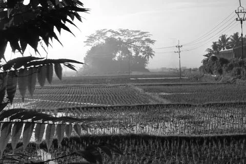 Rice fields and irrigation Stock Photos