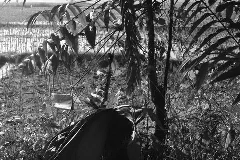 Rice fields and irrigation Stock Photos