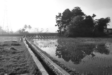Rice fields and irrigation Stock Photos