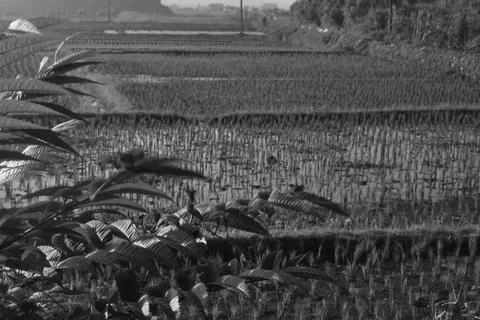 Rice fields and irrigation Stock Photos