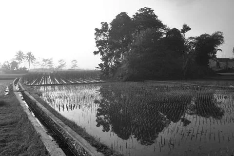 Rice fields and irrigation Stock Photos