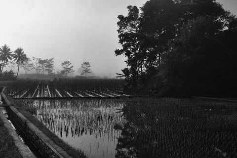 Rice fields and irrigation Stock Photos