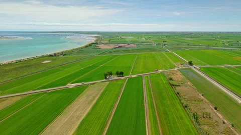 Rice fields and irrigation roads near Mediterranean coast in Ebro Delta, Spain Stock Footage 339793612