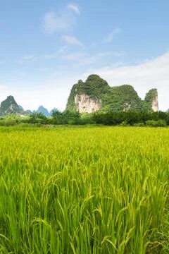 Rice fields and karst mountains in southern china Stock Photos