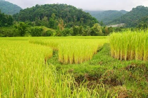 Rice fields and mountain range, thailand Stock-Fotos
