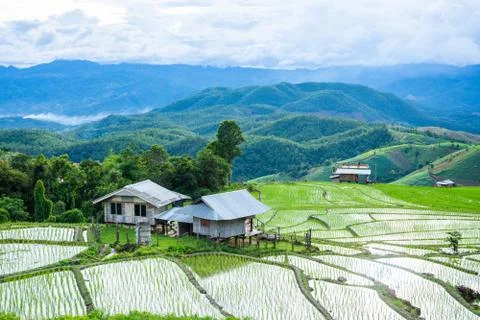 Rice fields and mountain views in Pong Forest, Mae Chaem, Chiang Mai 스톡 사진