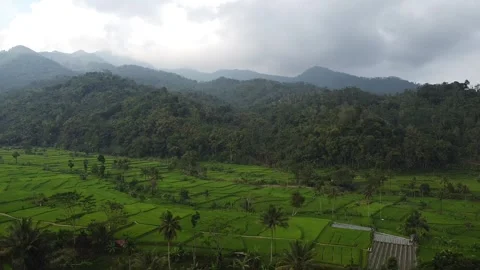 Rice fields and Mountains 11 Stock Footage 282448638