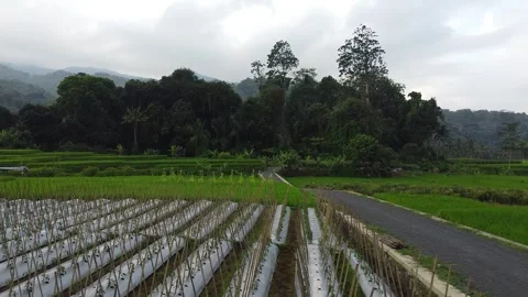 Rice fields and Mountains 12 Stock Footage 282448807