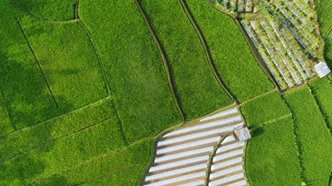 Rice fields and Mountains 5 Stock Footage 282448314