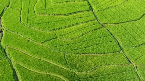 Rice fields and Mountains 6 Stock Footage 282448399