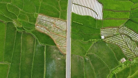 Rice fields and Mountains 9 Stock Footage 282448547