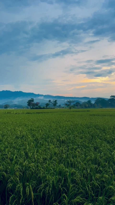 Rice Fields and Mountains After the Rain – A Serene Evening Video stock 304779594