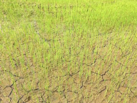 Rice fields and mountains background Stock Photos