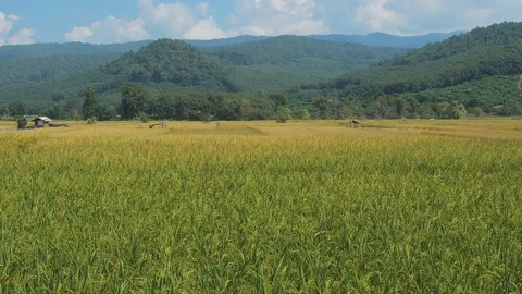 Rice fields and mountains in blue sky. Video stock 100020225