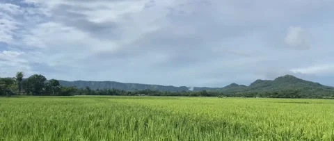 Rice fields and mountains. Stock Footage 269520084