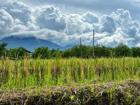 Rice fields and mountains Stock Photos