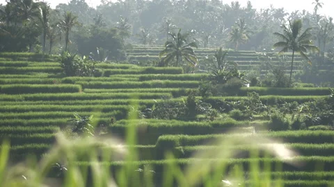 Rice fields and palm trees in Bali, Indonesia at sunrise, 4K Stockbeeldmateriaal 277255802