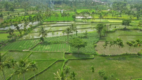 Rice Fields And Palm Trees Bondowoso East Java Indonesia Drone Track In 4K 60FPS Video stock 342825955
